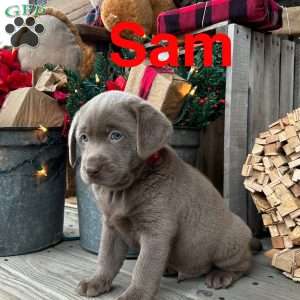 Sam, Silver Labrador Retriever Puppy